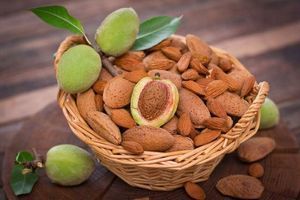 Лечебные и косметические свойства масла сладкого миндаля